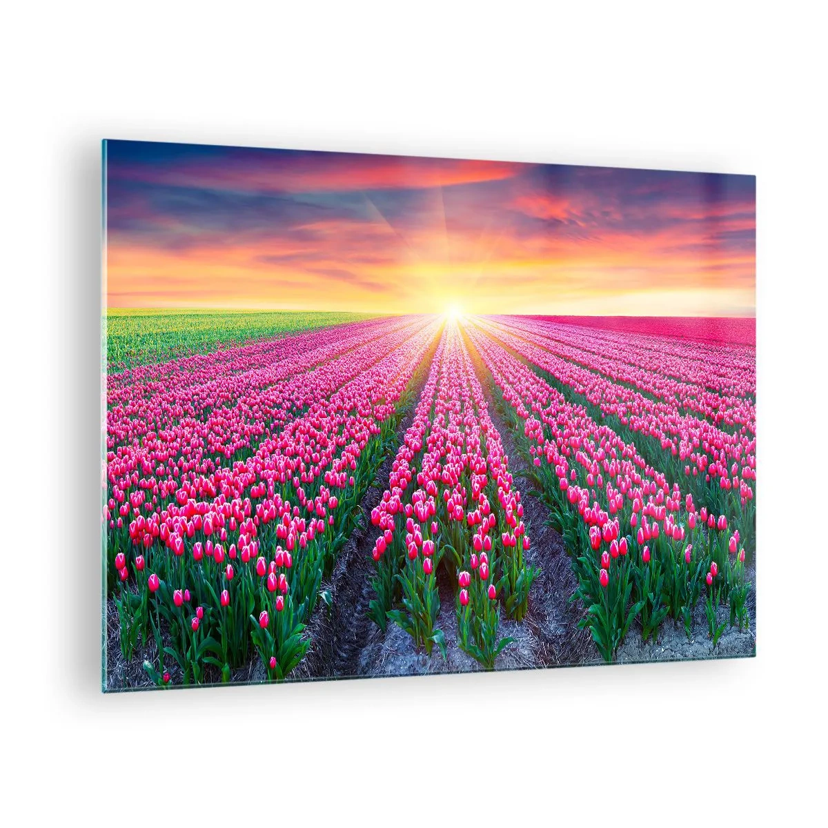 Billede på glas - Et felt af lyserøde tulipaner i den nedgående sols stråler - 70x50cm - Skønhedsfarm - Moderne vægdekoration til stue og soveværelse ARTTOR