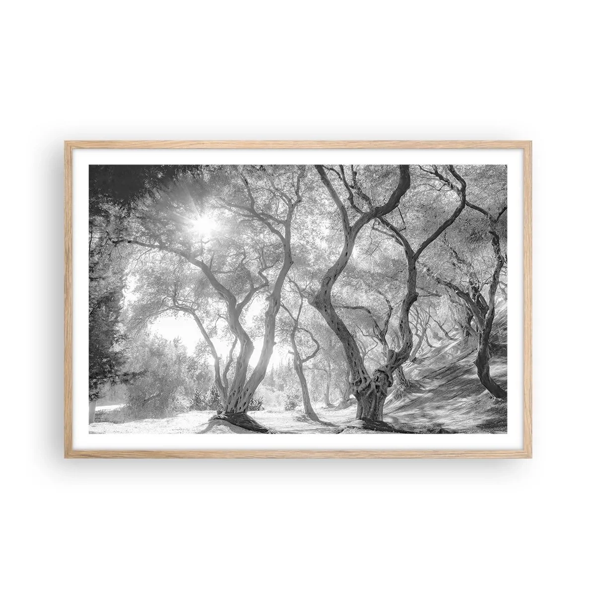 Plakat i ramme af lyst egetræ - I en olivenlund - 91x61 cm
