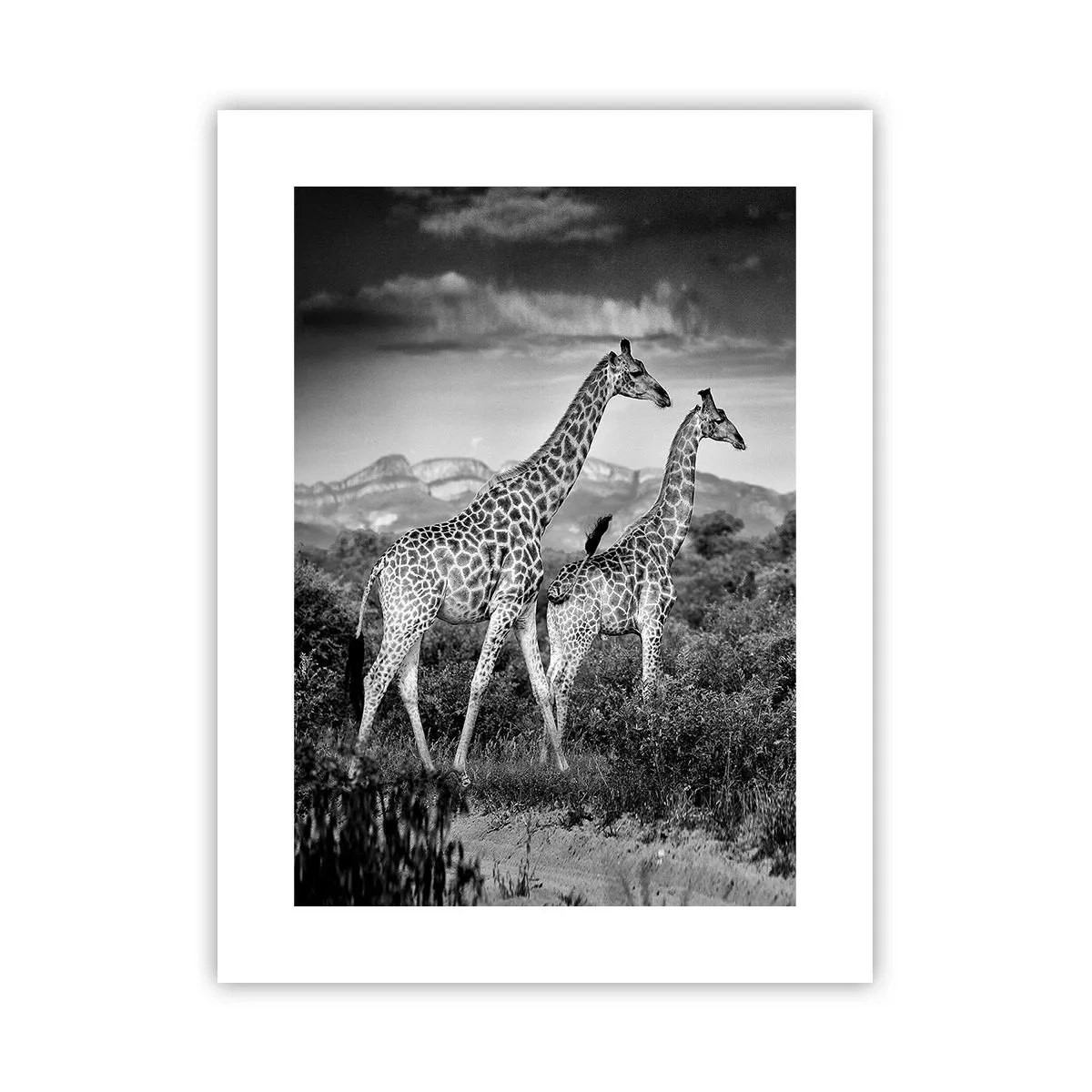 Plakat - Afrikas overklasse - 30x40 cm