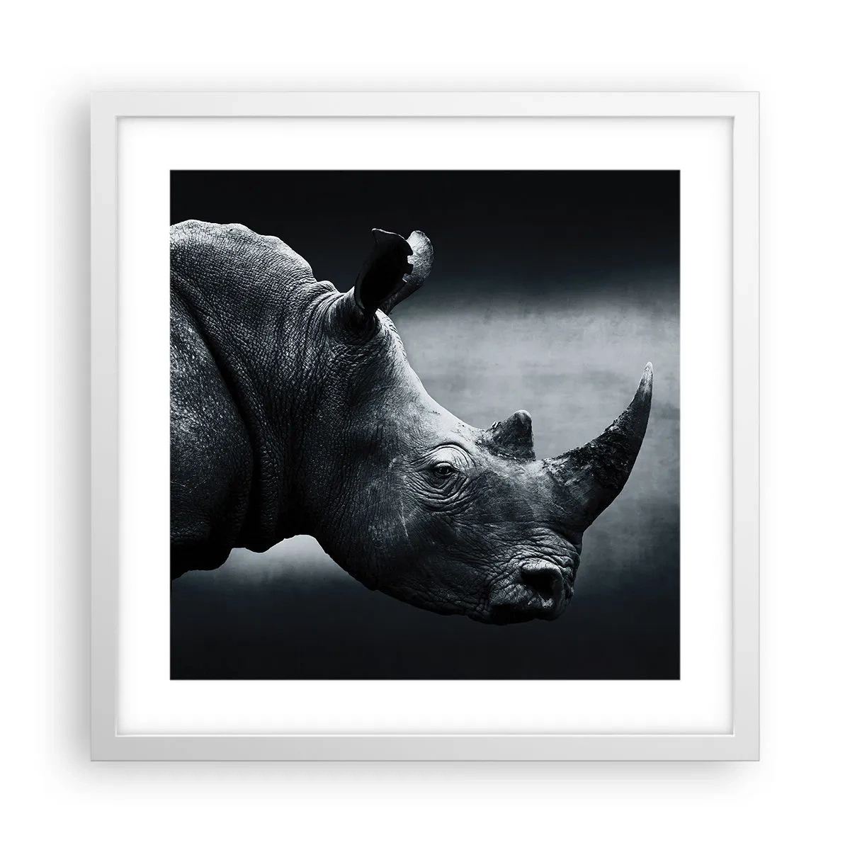 Plakat i hvid ramme - Højre profil - 40x40 cm
