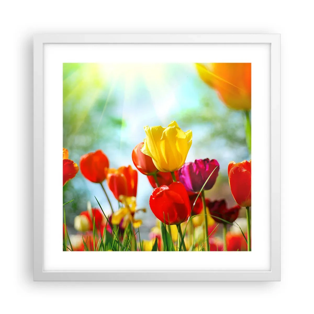 Plakat i hvid ramme - Alle solens farver - 40x40 cm