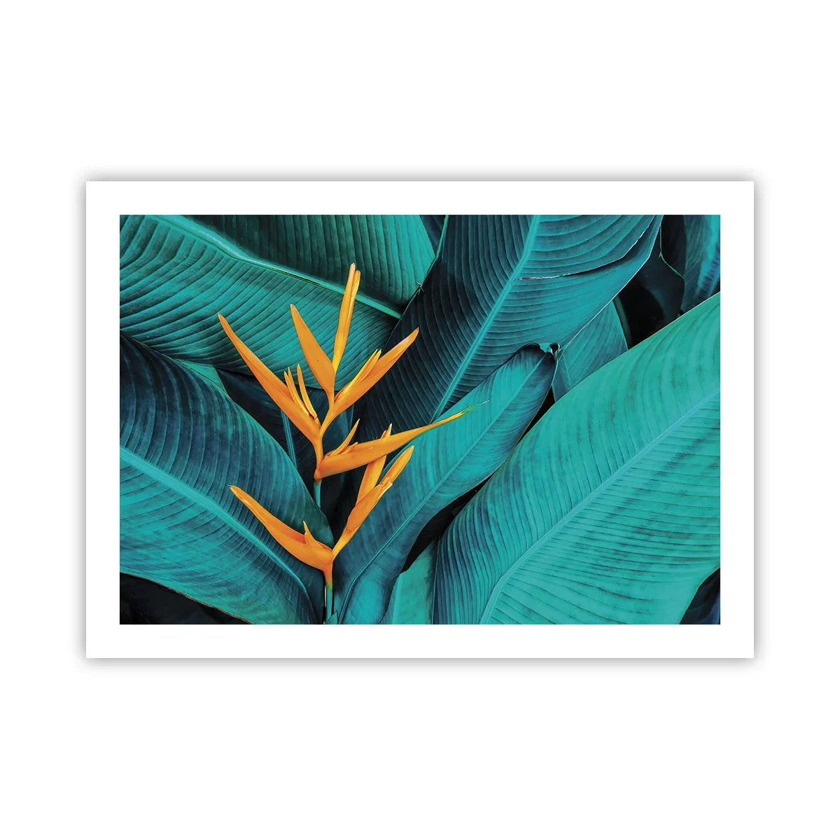 Plakat - Edens blomst - 70x50 cm