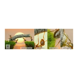 Prøve Fototapet Premium Canvas - Glædeligt, fælles arbejde - Natur, Myrer, Solnedgang - 100x30 cm