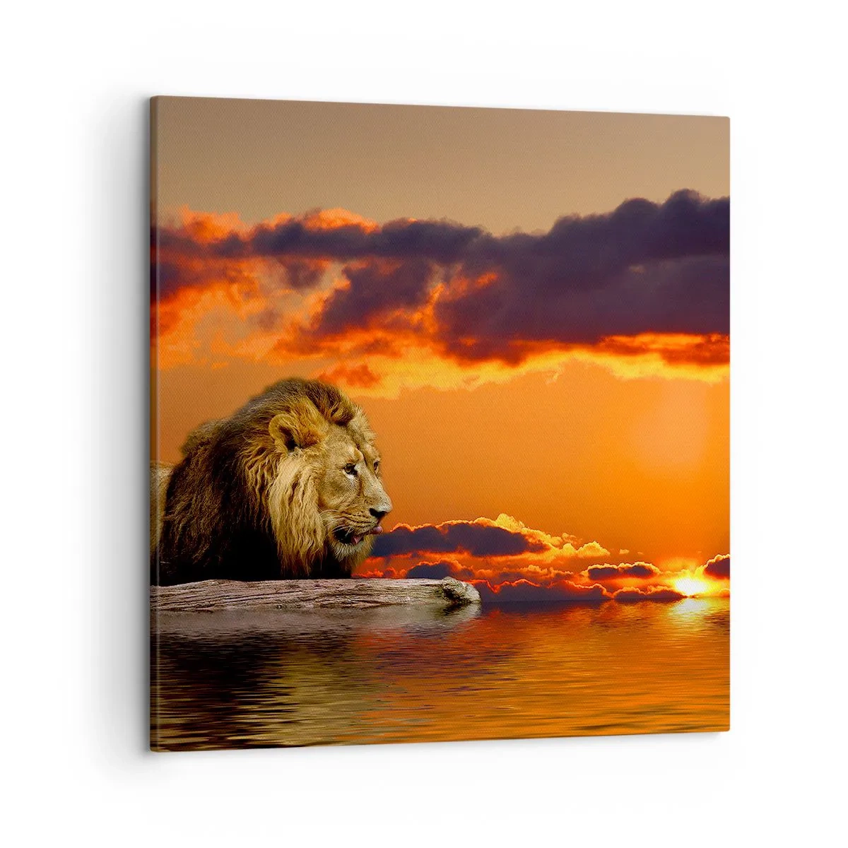 Lærredstryk - Billede på lærred - Naturens konge - 50x50 cm