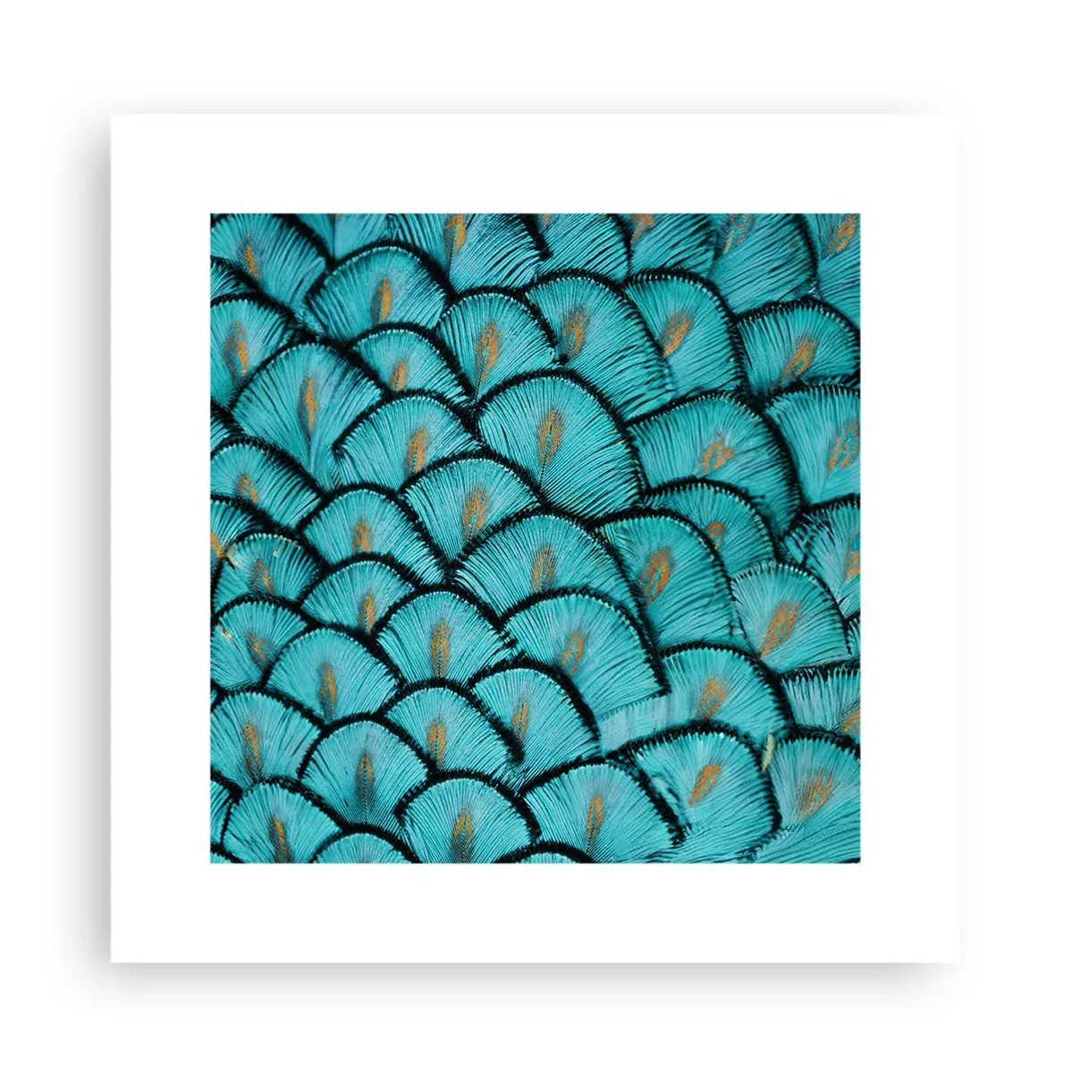 Plakat - Den store fjer-galla - 30x30 cm