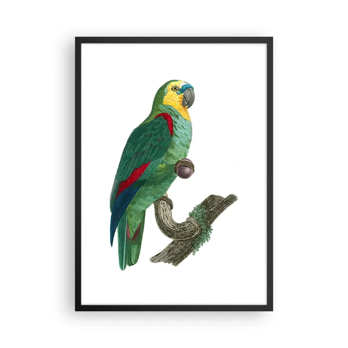 Plakat i sort ramme - Papegøjeportræt - 50x70cm - Papegøjeportræt - Moderne vægdekoration til stue og soveværelse ARTTOR