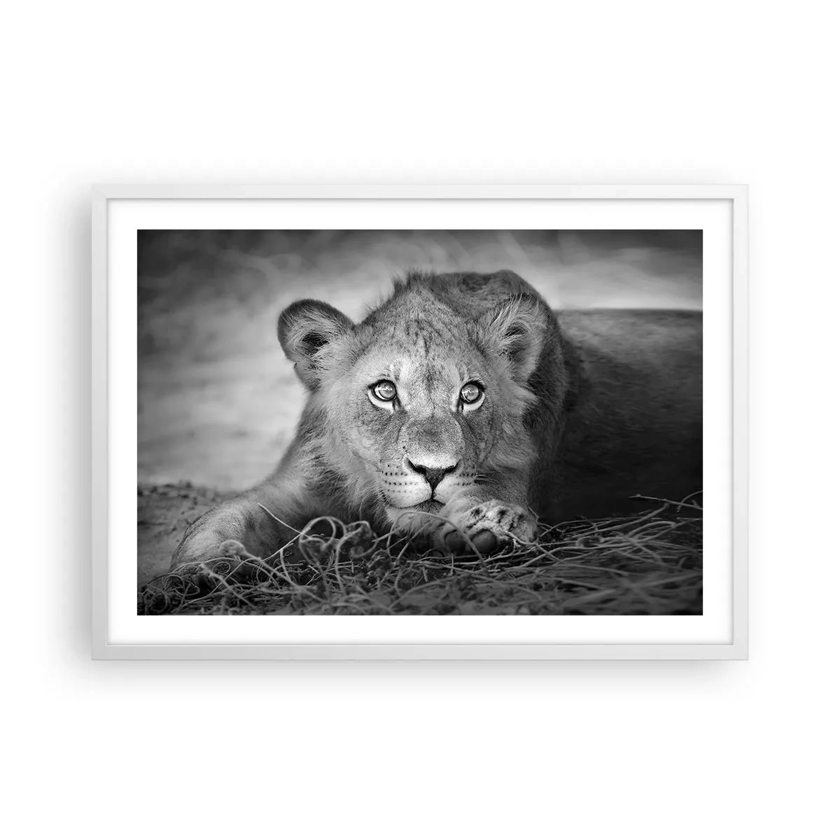 Plakat i hvid ramme - Kongelig hvalp - 70x50 cm