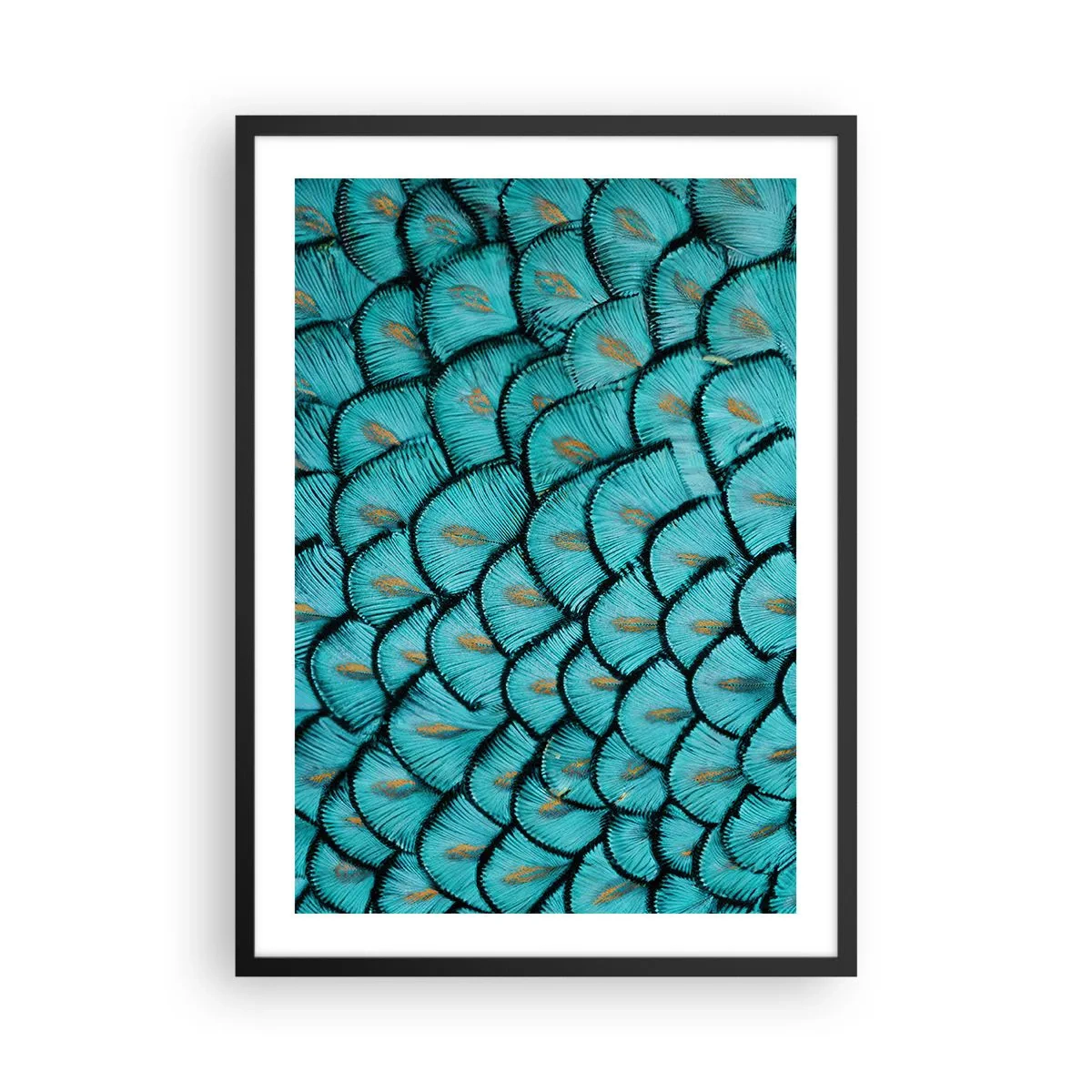 Plakat i sort ramme - Makrofotografi af turkise fjer med et unikt mønster - 50x70cm - Den store fjer-galla - Moderne vægdekoration til stue og soveværelse ARTTOR