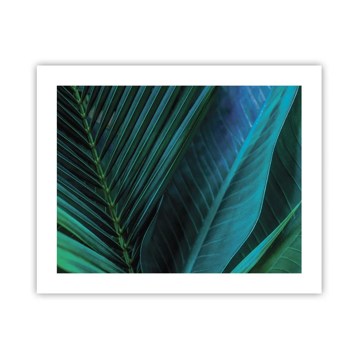 Plakat - Anatomi af en grøn - 50x40 cm