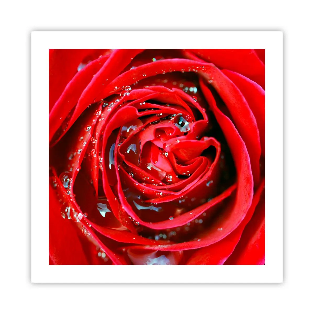 Plakat - I dråber af dug - 50x50 cm