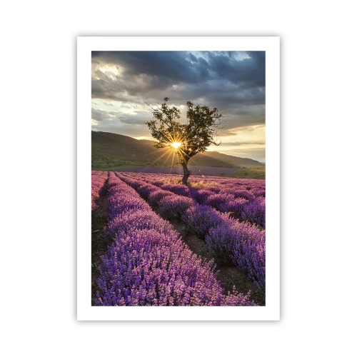 Plakat - Lilla aroma - 50x70 cm