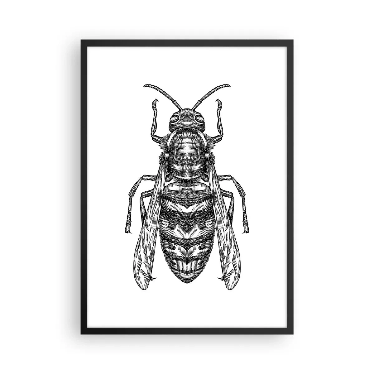 Plakat i sort ramme - Detaljeret illustration af en hveps - 50x70cm - Fra en insektplanet - Moderne vægdekoration til stue og soveværelse ARTTOR