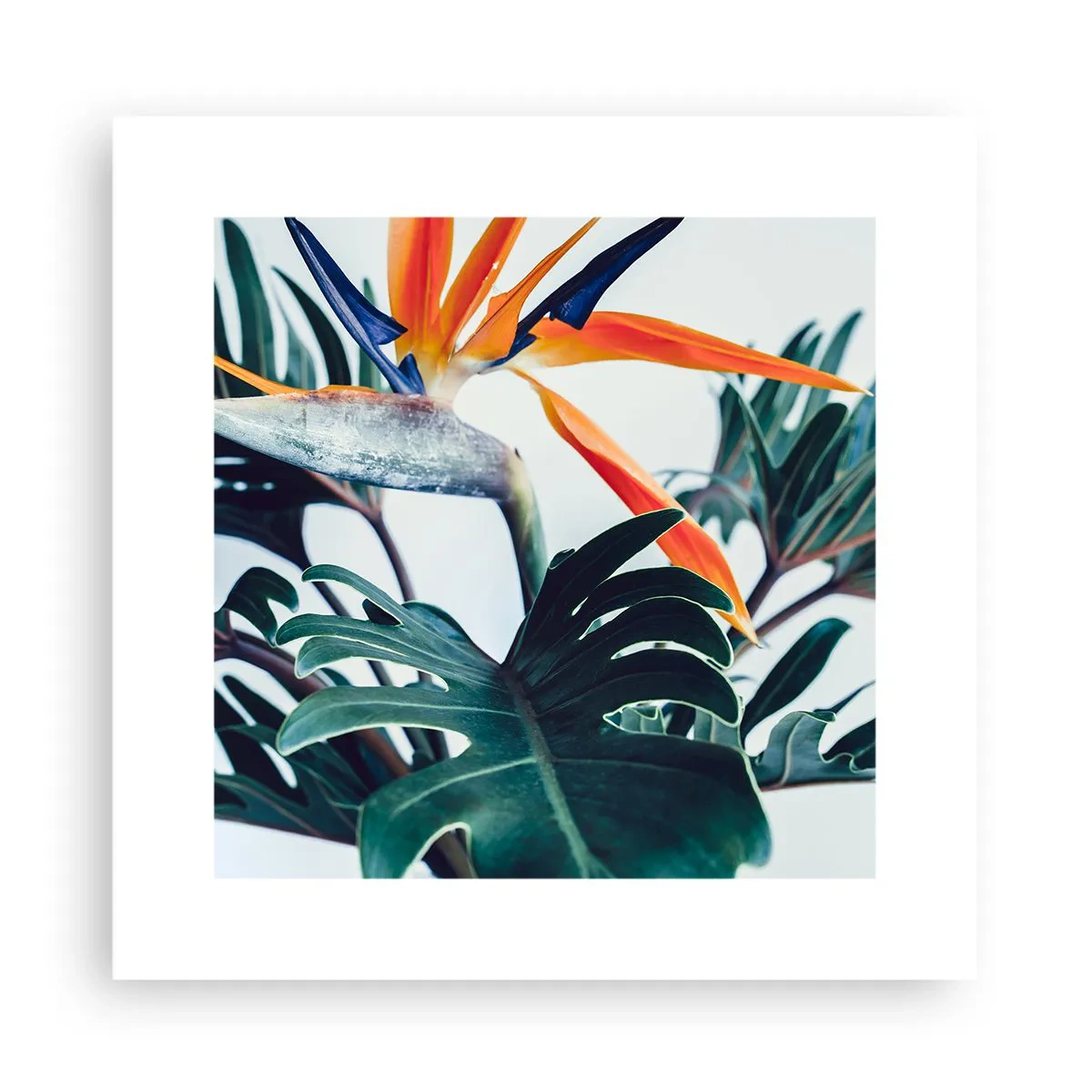 Plakat - Fuglebur - 30x30 cm