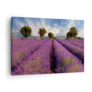 Lærredstryk - Billede på lærred - En lavendelmark med træer mod en baggrund af bjerge og himmel - 70x50cm - Enge med lavendel - Moderne vægdekoration til stue og soveværelse ARTTOR
