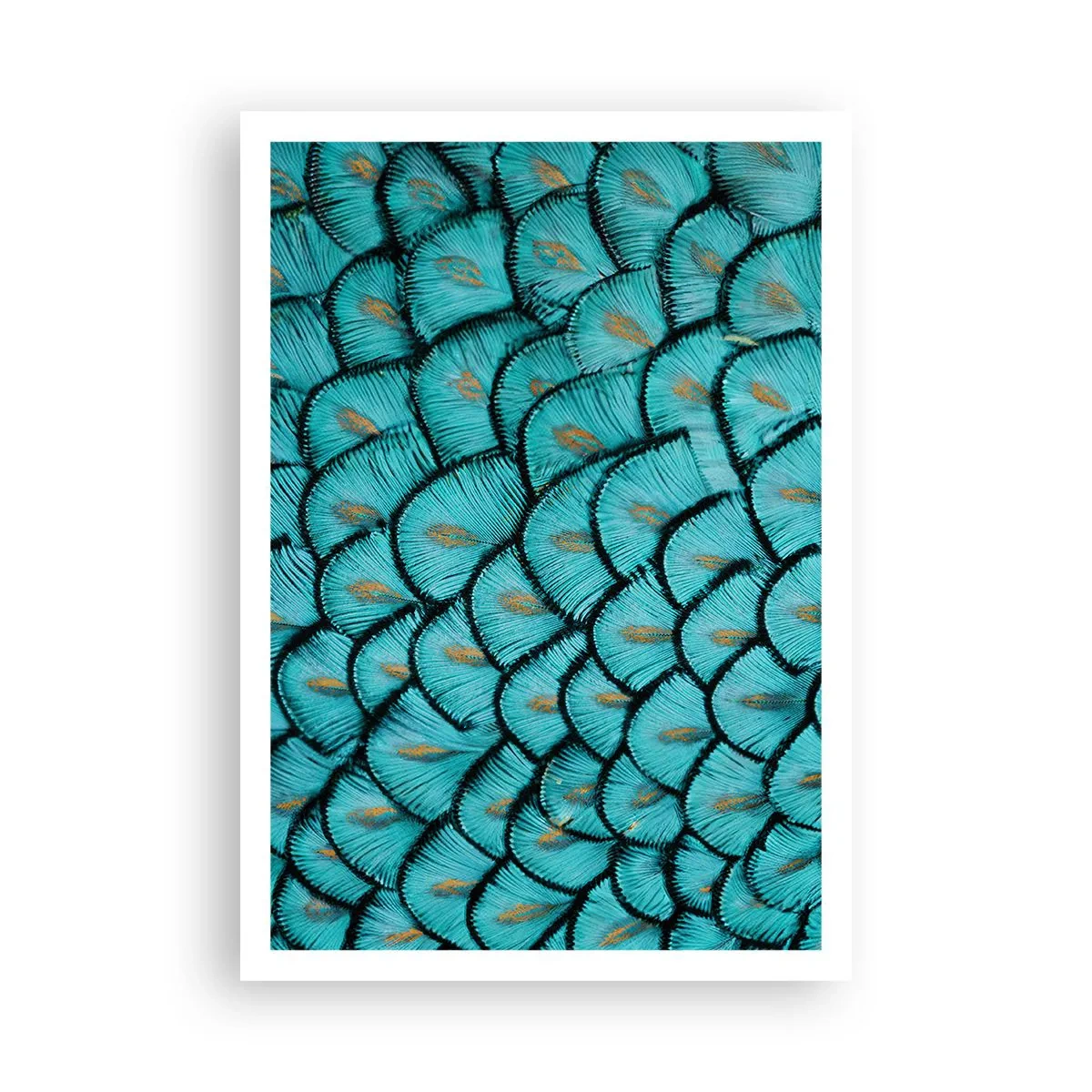 Plakat - Den store fjer-galla - 70x100 cm