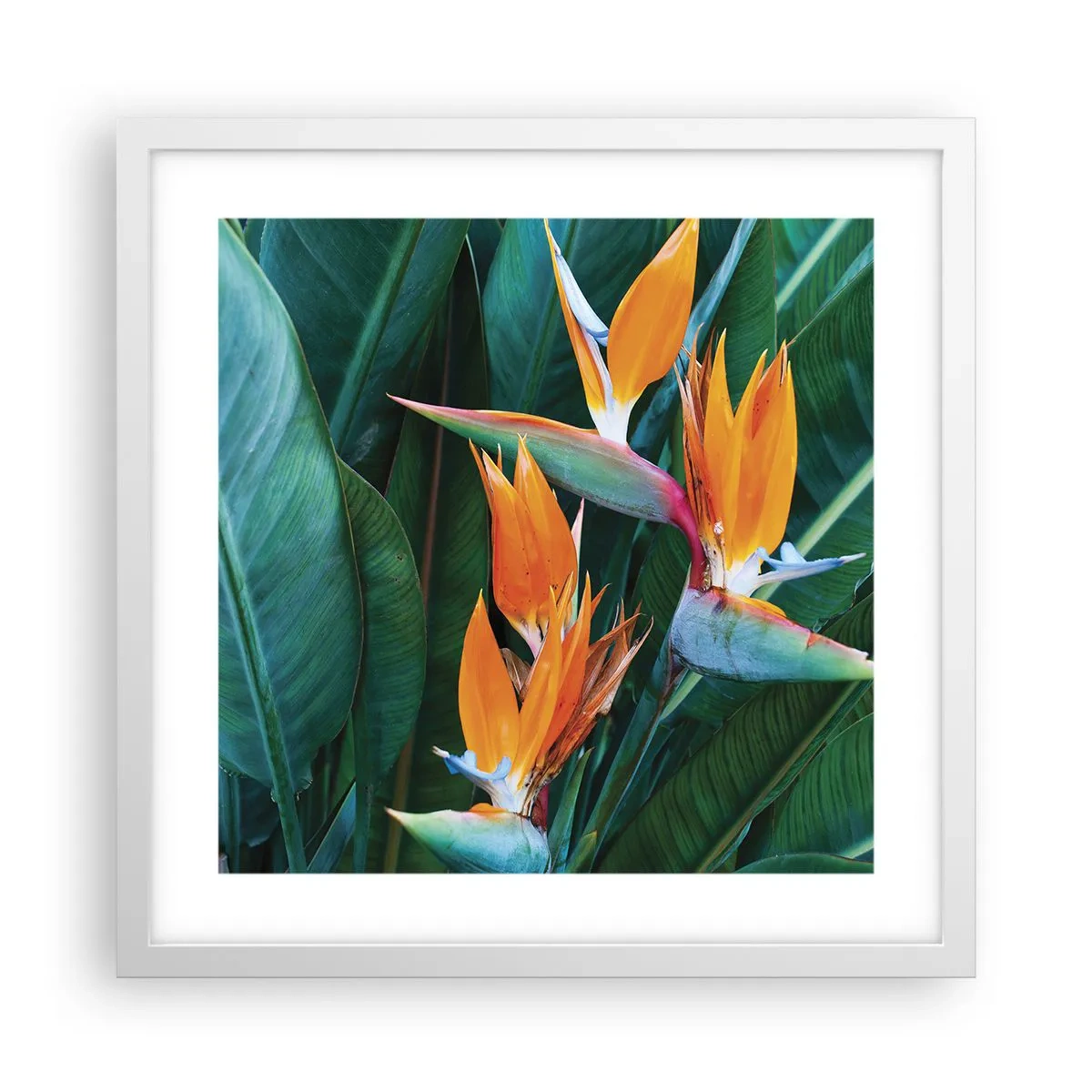 Plakat i hvid ramme - Er det en blomst eller er det en fugl? - 40x40 cm