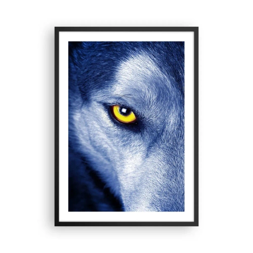 Plakat i sort ramme - Et nærbillede af en ulvs gule øje i en blå tone - 50x70cm - Et hypnotiserende udseende - Moderne vægdekoration til stue og soveværelse ARTTOR