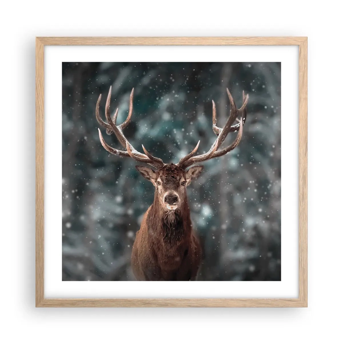 Plakat i ramme af lyst egetræ - Skovens konge kronet - 50x50 cm