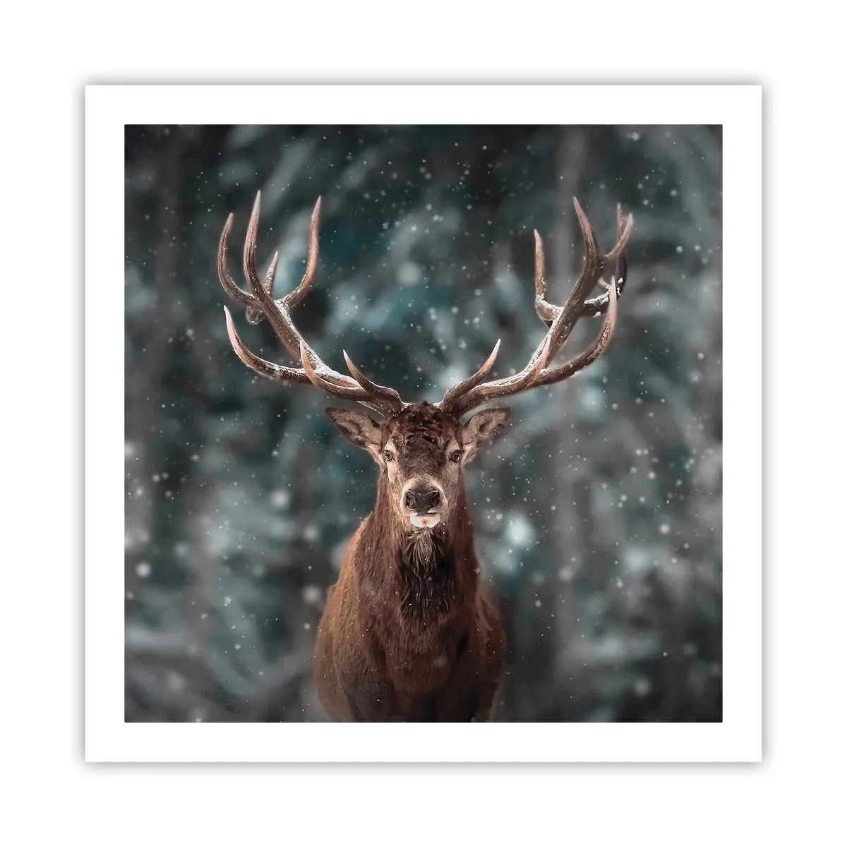 Plakat - Skovens konge kronet - 60x60 cm