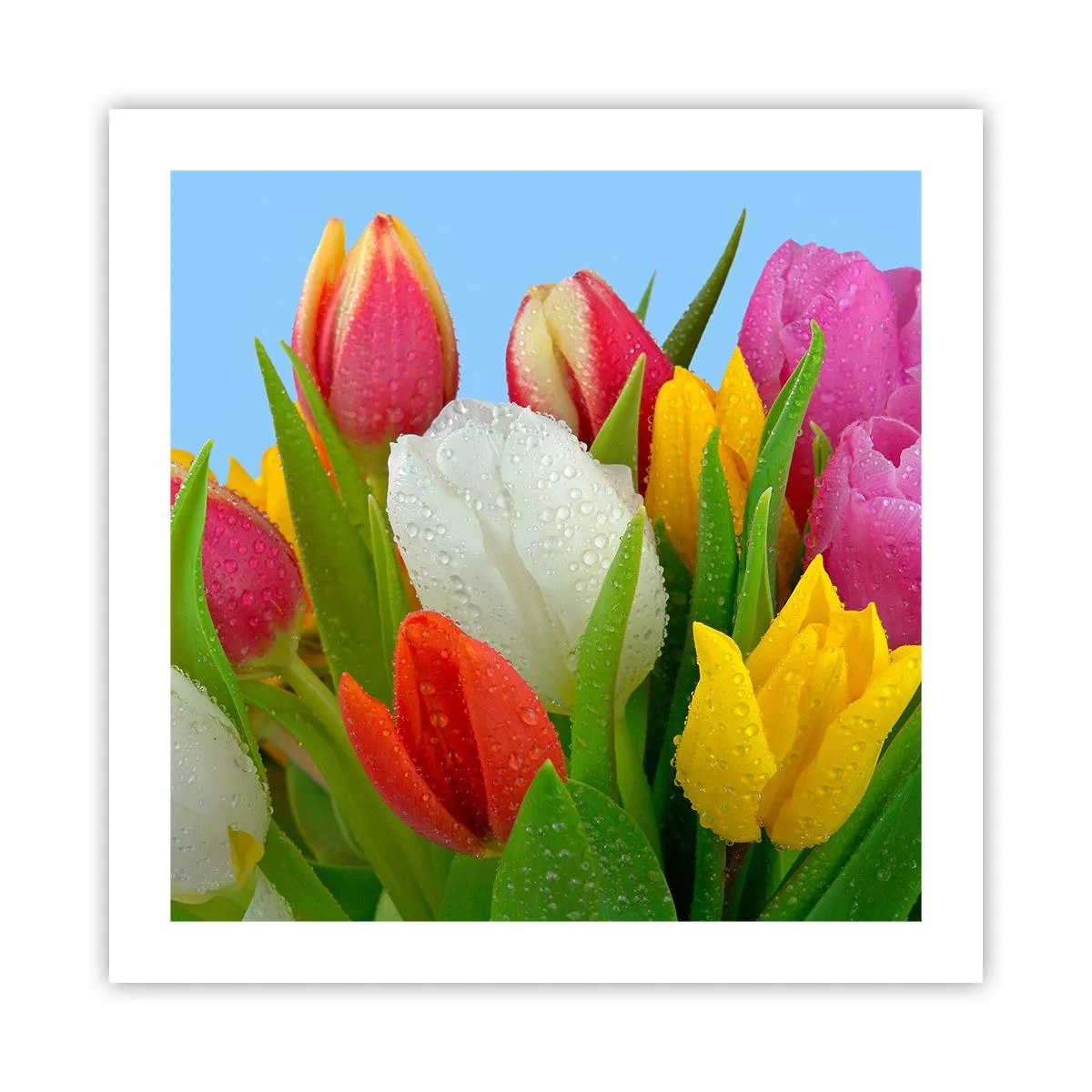 Plakat - En blomstret regnbue i dugdråber - 50x50 cm
