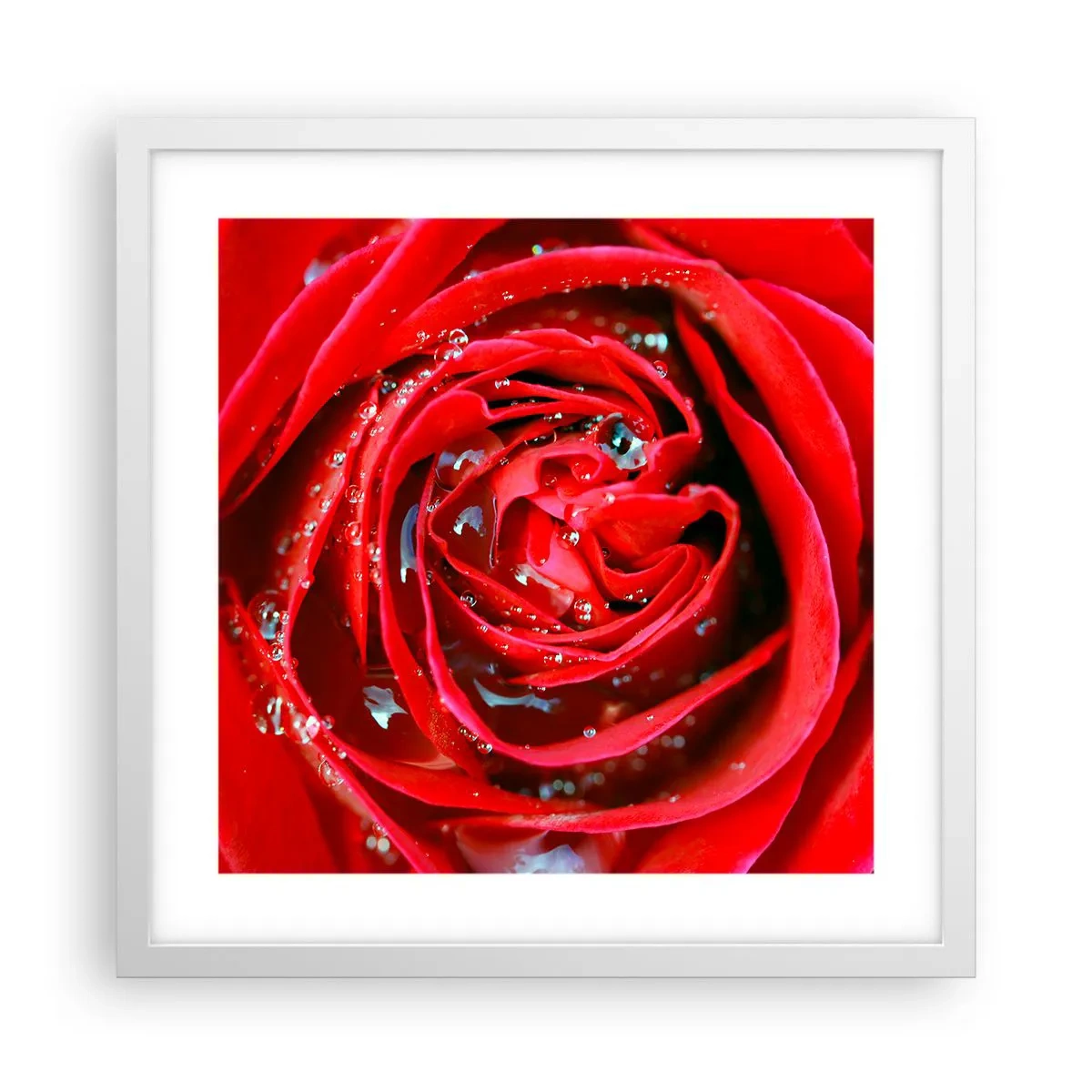 Plakat i hvid ramme - I dråber af dug - 40x40 cm