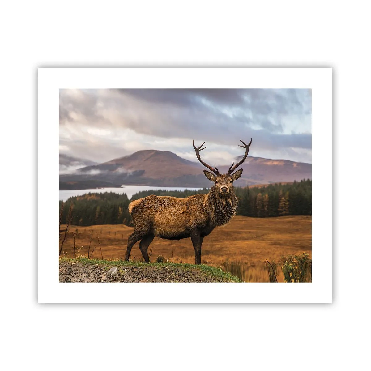 Plakat - Naturens majestæt - 50x40 cm