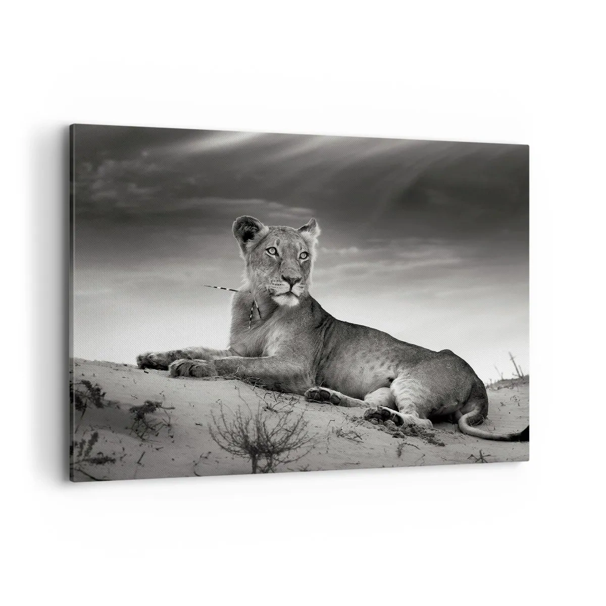 Lærredstryk - Billede på lærred - Resten af ørkendronningen - 100x70 cm