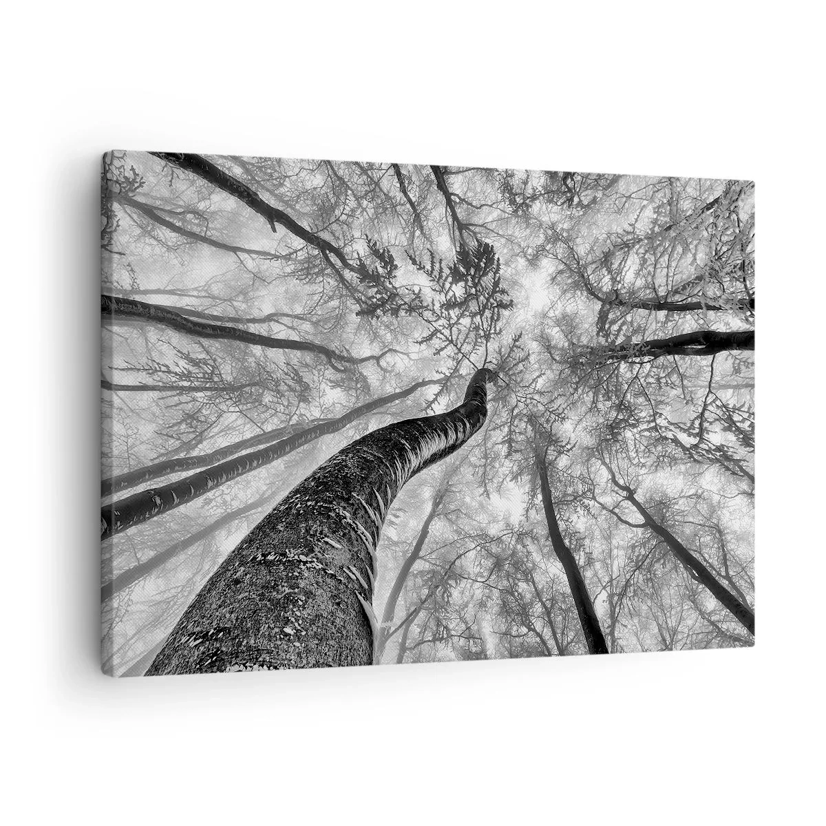 Lærredstryk - Billede på lærred - Perspektiv af træer i en skov set nedefra i grå nuancer - 70x50cm - Kapløb mod lyset - Moderne vægdekoration til stue og soveværelse ARTTOR