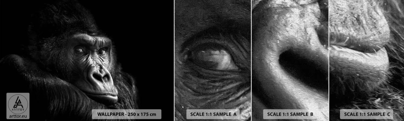 Prøve Fototapet Premium Canvas - Og hvad kigger du på? - Abe, Gorilla, Dyr - 100x30 cm