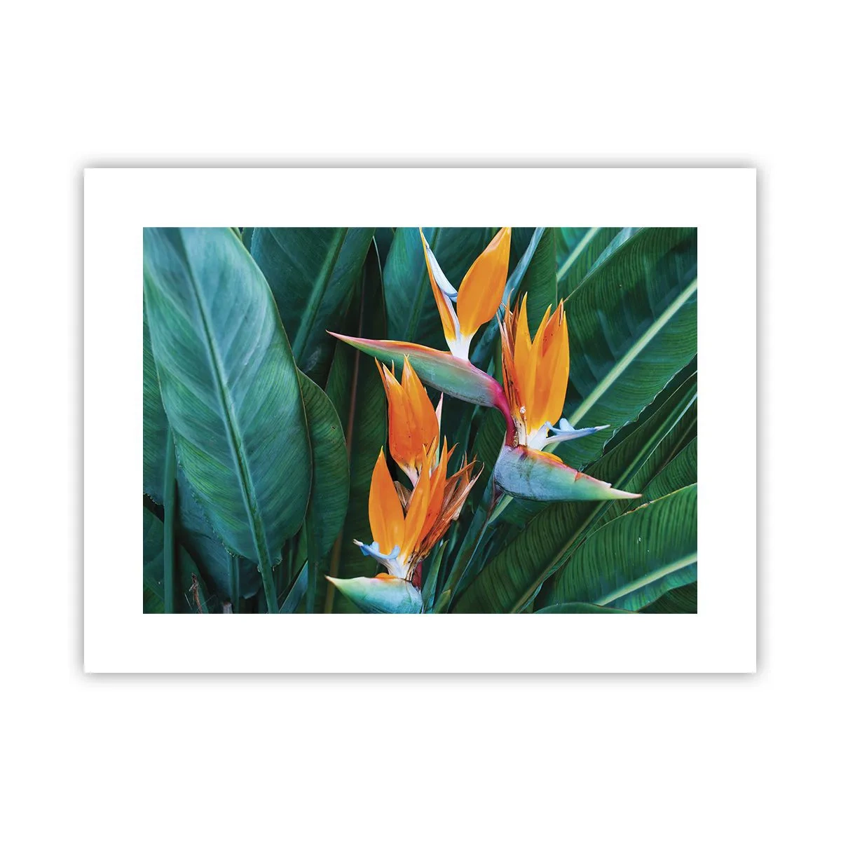 Plakat - Er det en blomst eller er det en fugl? - 40x30 cm