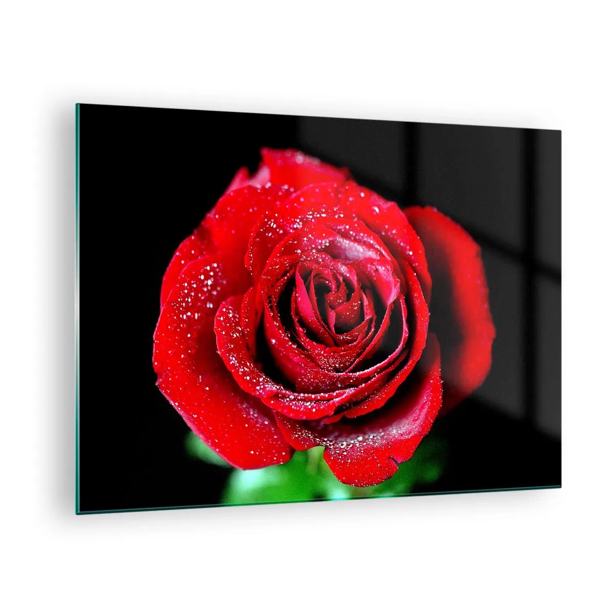 Billede på glas - En rød rose dækket med dugdråber på en mørk baggrund - 70x50cm - Det er kærlighed - Moderne vægdekoration til stue og soveværelse ARTTOR