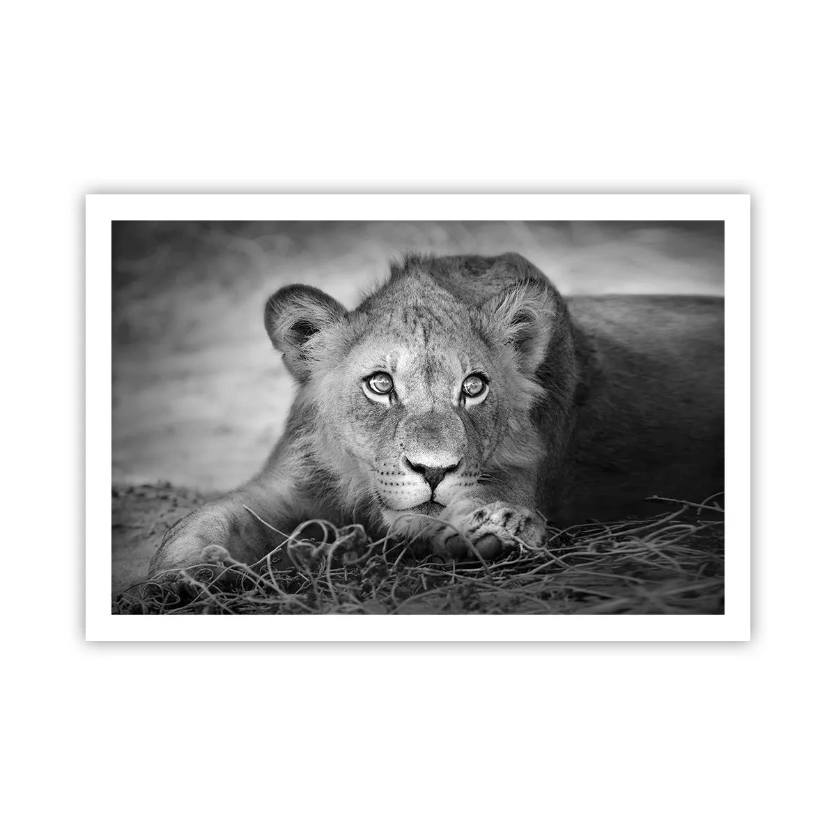 Plakat - Kongelig hvalp - 91x61 cm