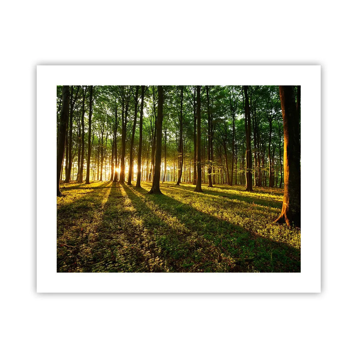 Plakat - Fotografering af alle fjedre - 50x40 cm