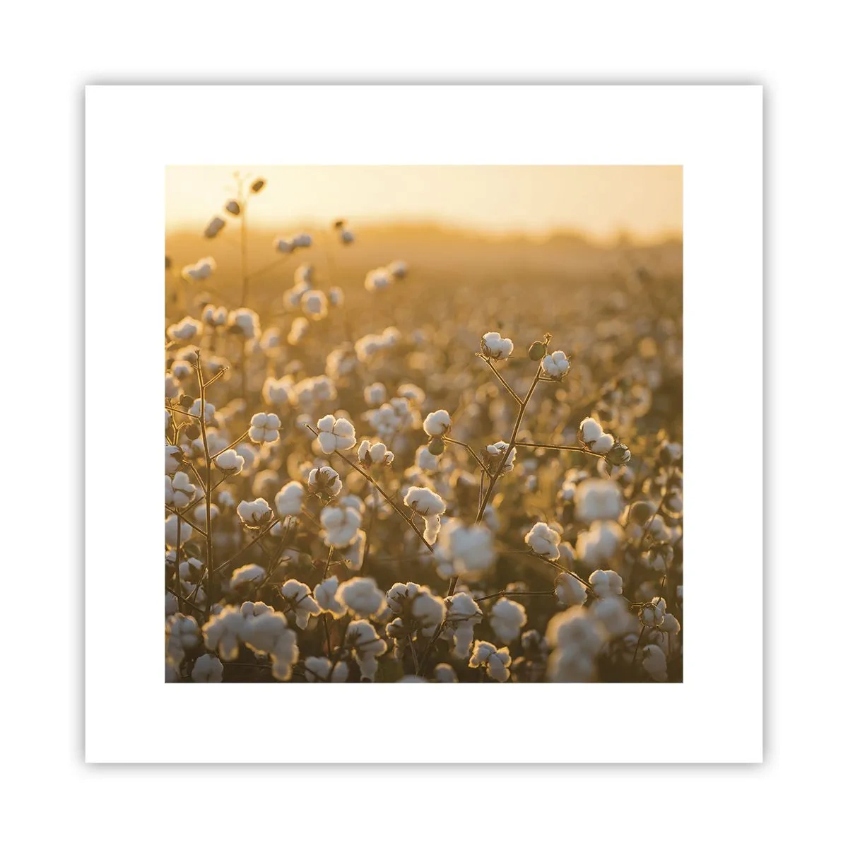 Plakat - Et luftigt felt - 30x30 cm