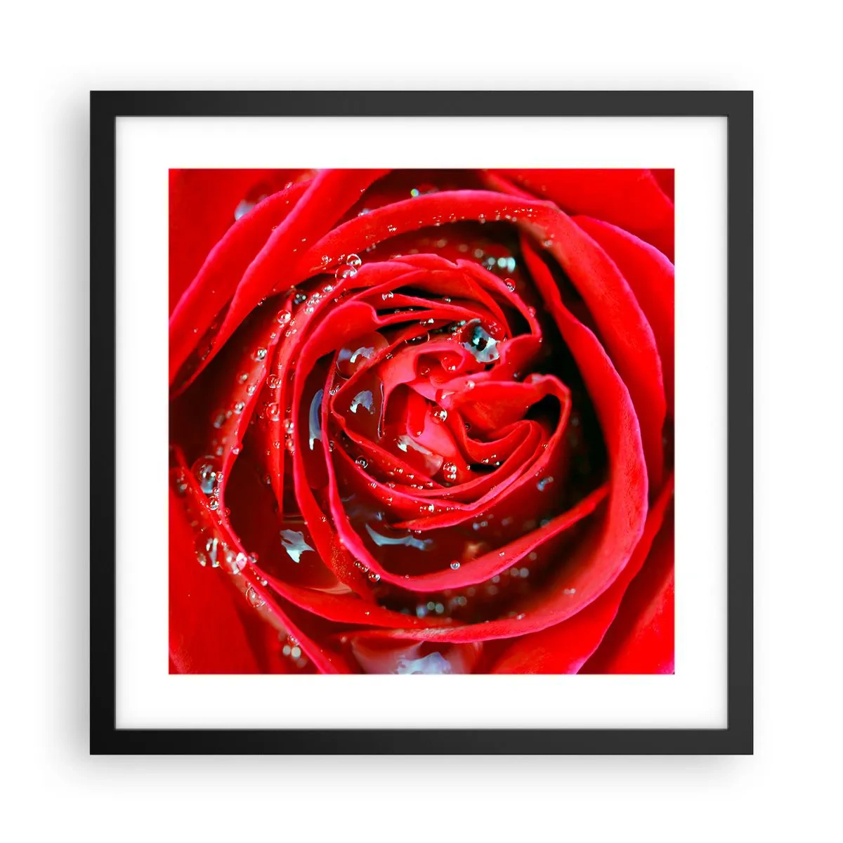 Plakat i sort ramme - I dråber af dug - 40x40 cm