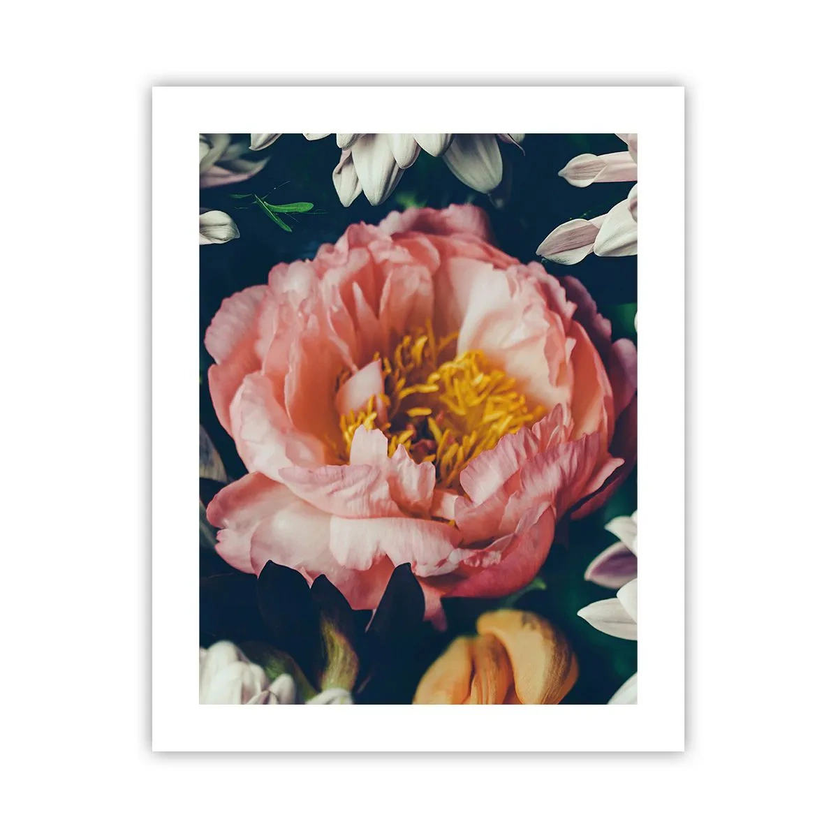 Plakat - Med barok pragt - 40x50 cm