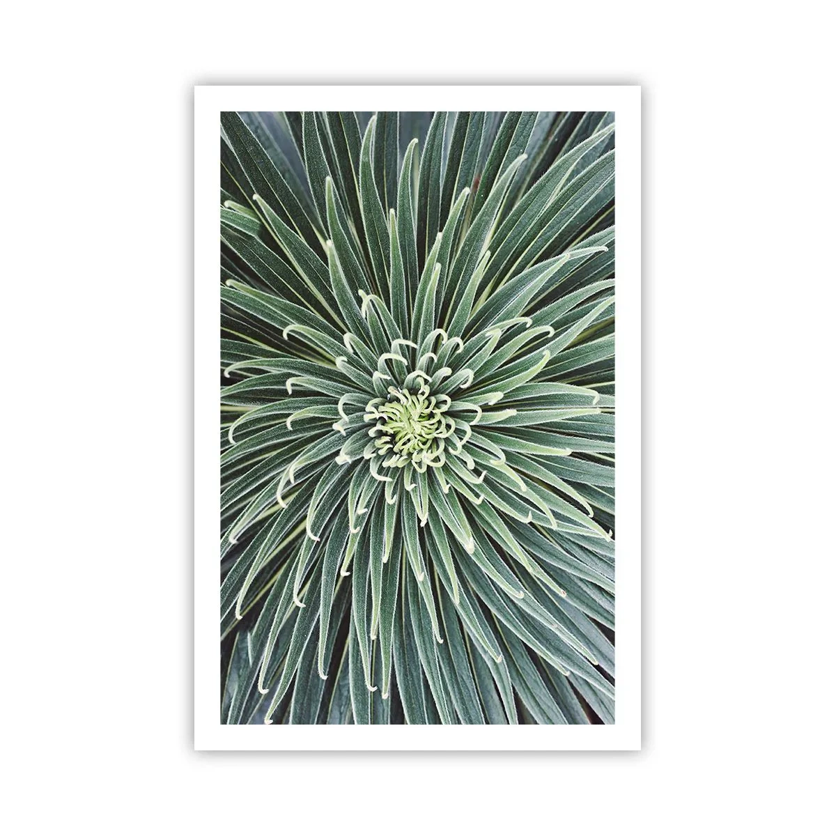 Plakat - En stjernes fødsel - 61x91 cm