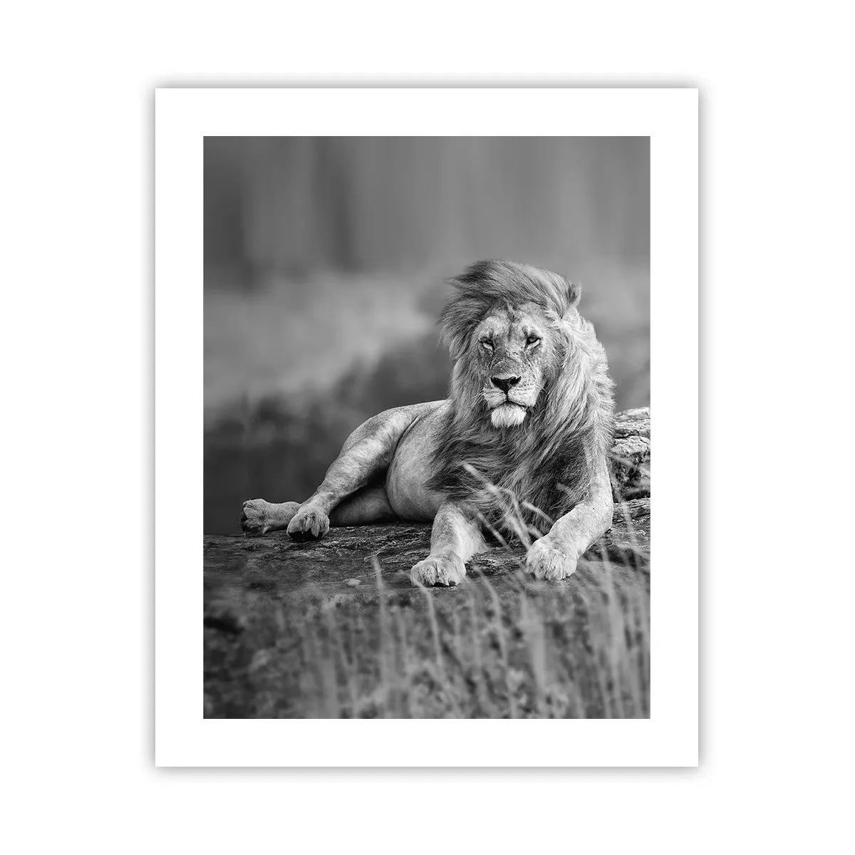 Plakat - Kongelig siesta - 40x50 cm