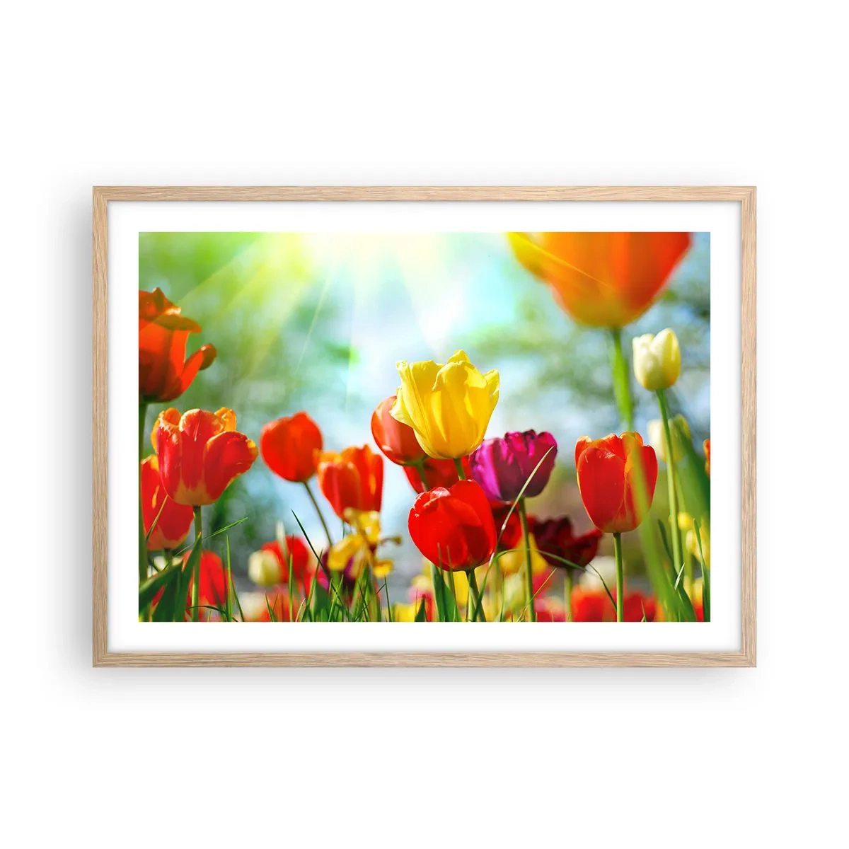 Plakat i ramme af lyst egetræ - Alle solens farver - 70x50 cm