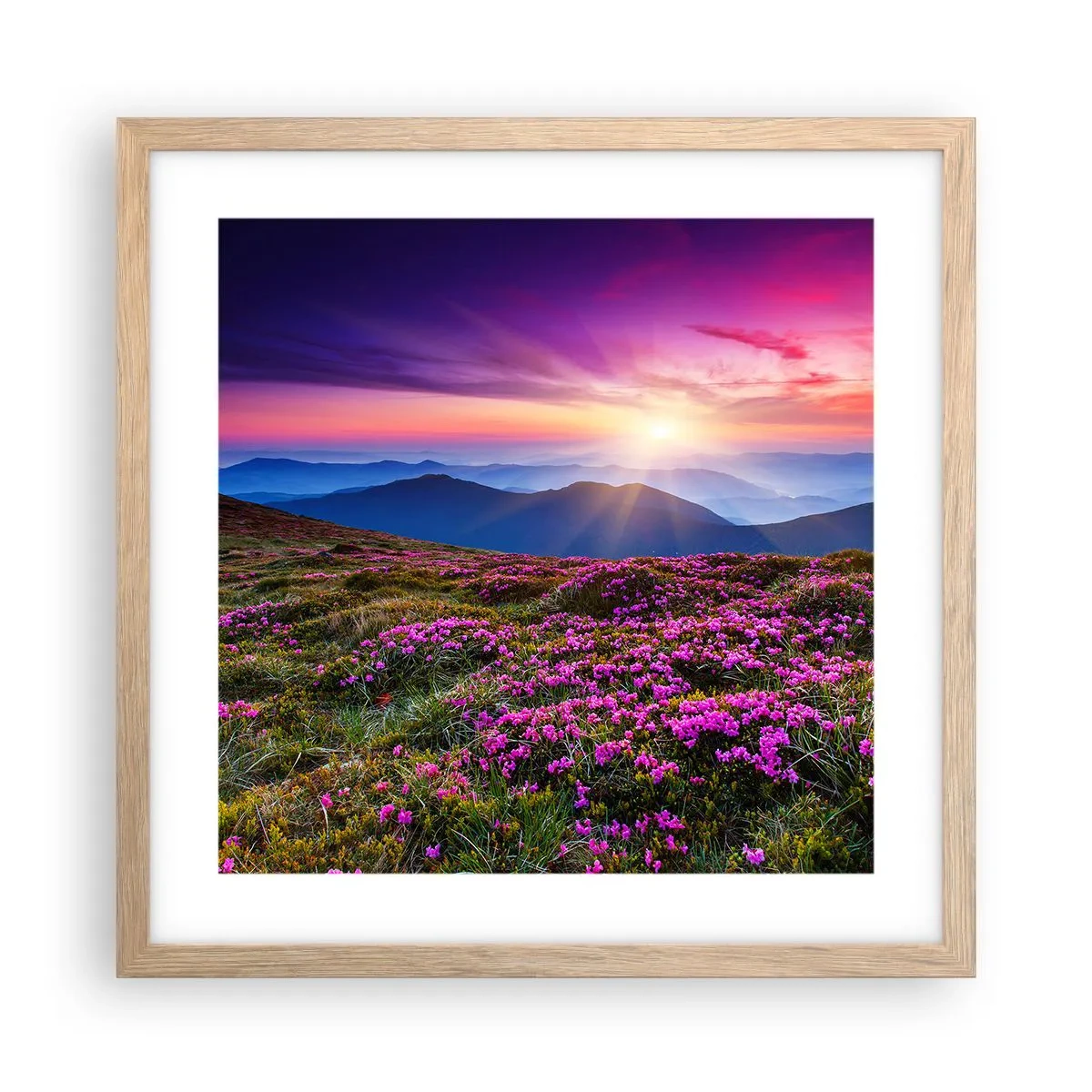 Plakat i ramme af lyst egetræ - Urter duftede friske bundter fra niw - 40x40 cm