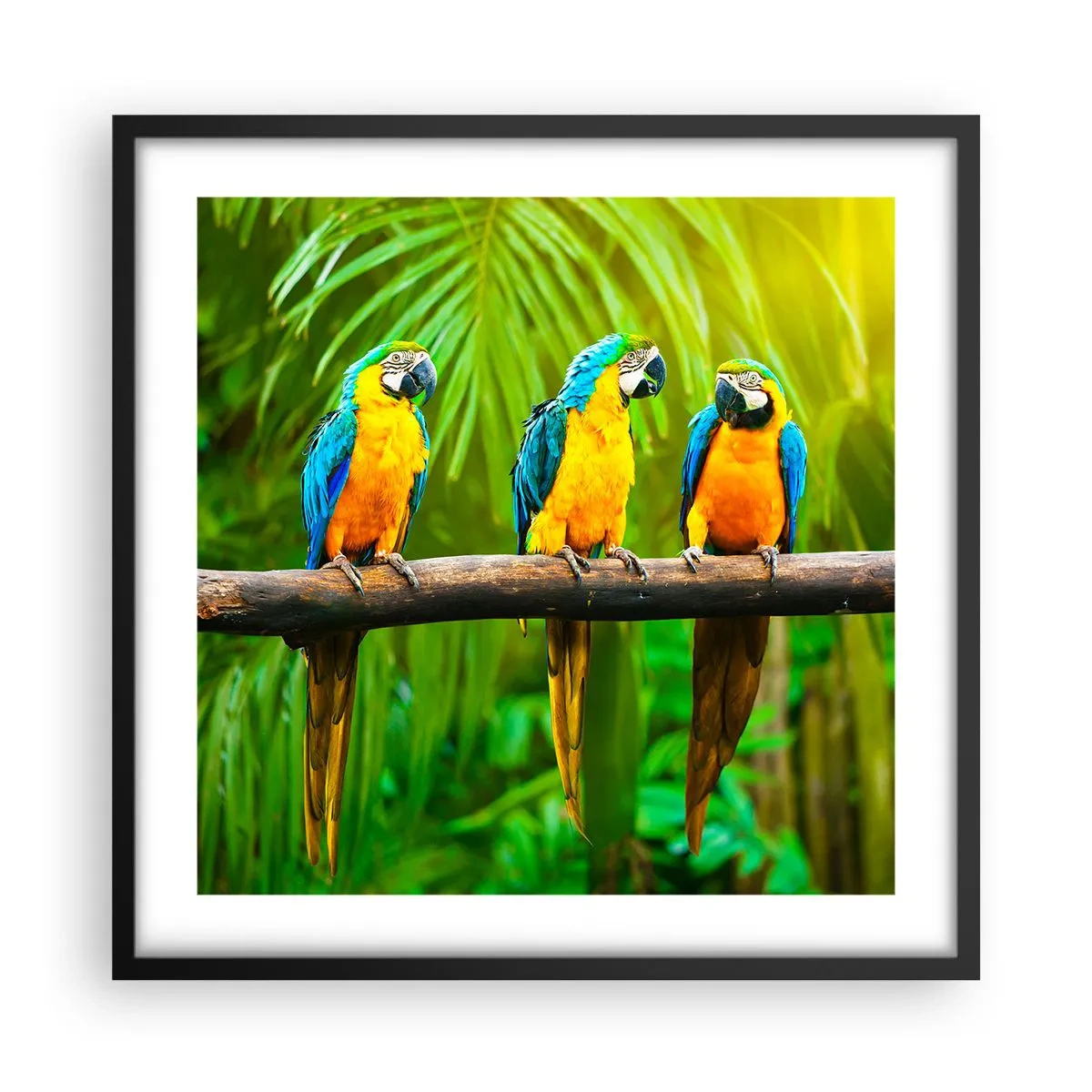 Plakat i sort ramme - Og har du hørt, at hun...? - 50x50 cm