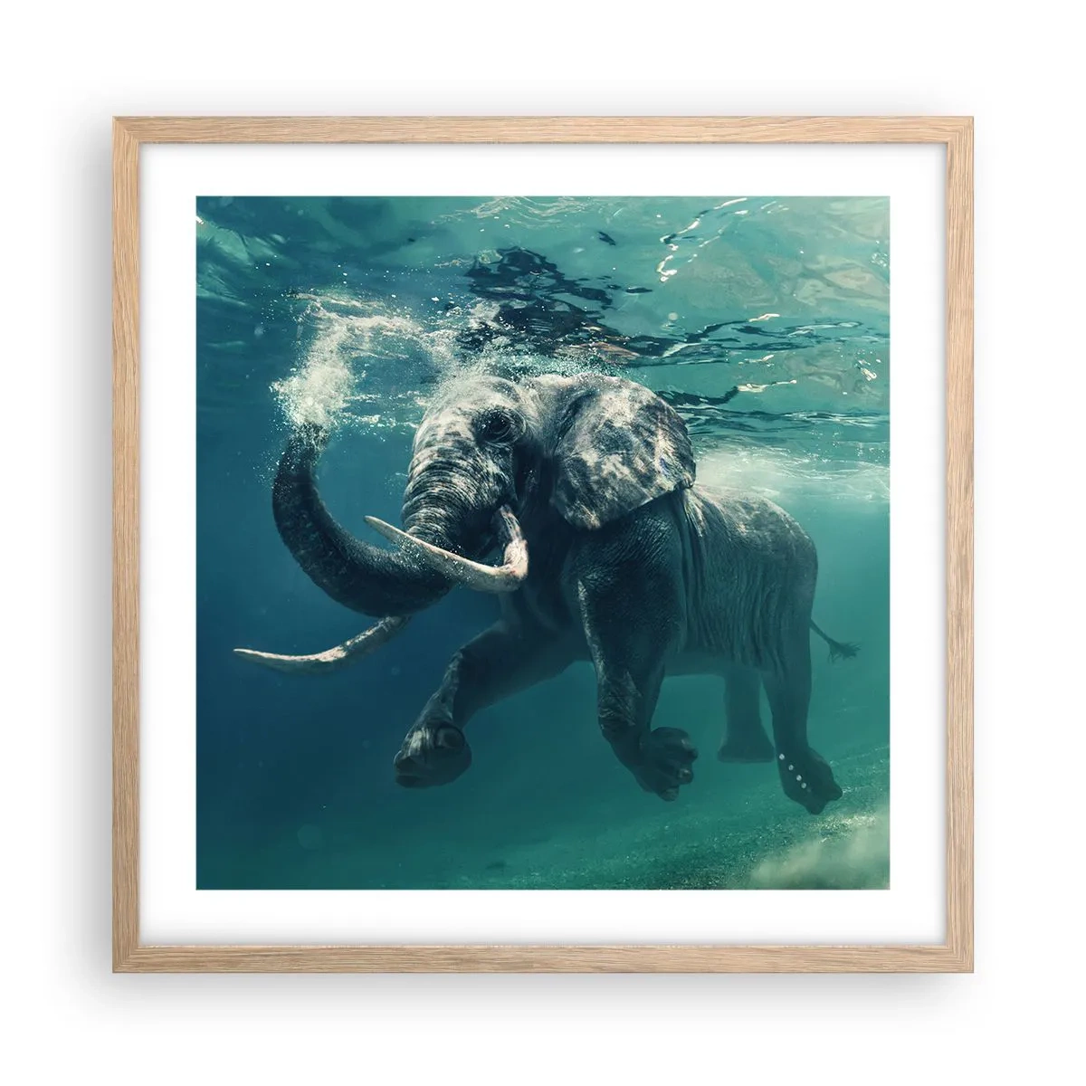 Plakat i ramme af lyst egetræ - Alle kan lide at svømme - 50x50 cm