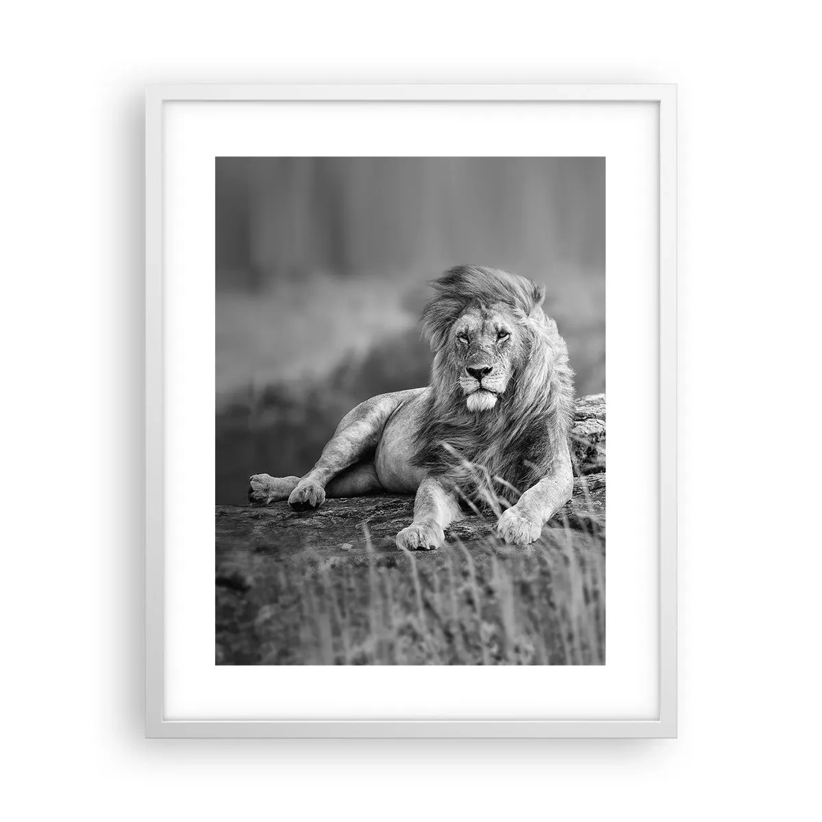 Plakat i hvid ramme - Kongelig siesta - 40x50 cm