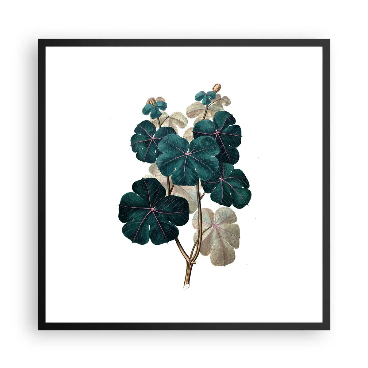 Plakat i sort ramme - Fra et gammelt herbarium - 60x60 cm