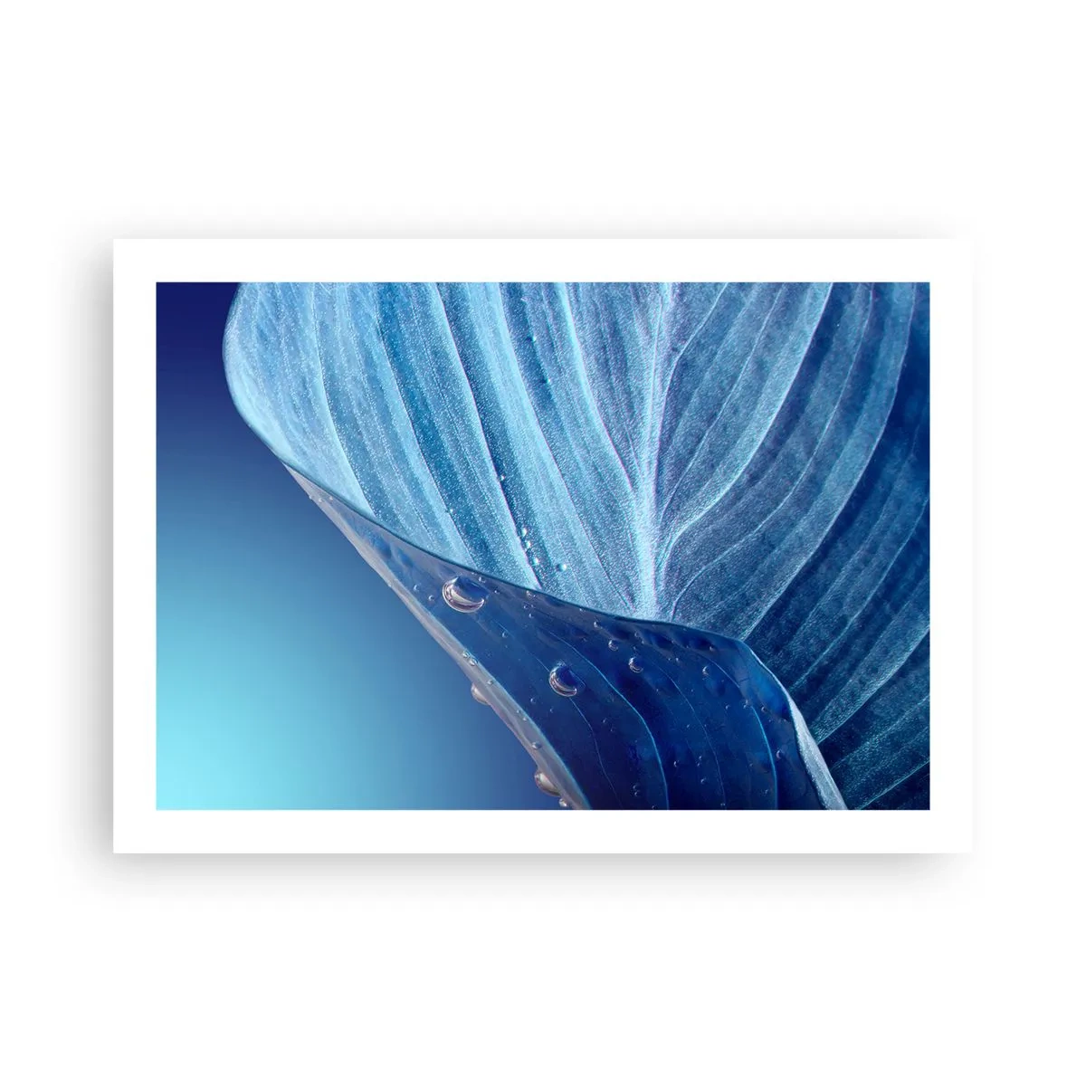 Plakat - Skjulte dråber af blåt - 70x50 cm