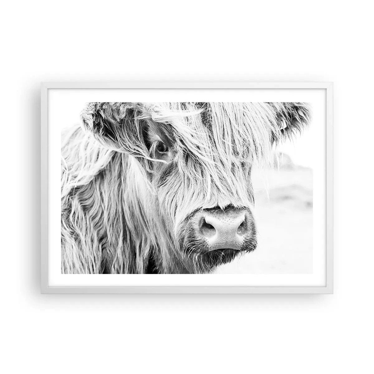 Plakat i hvid ramme - Skotsk vildmark - 70x50 cm