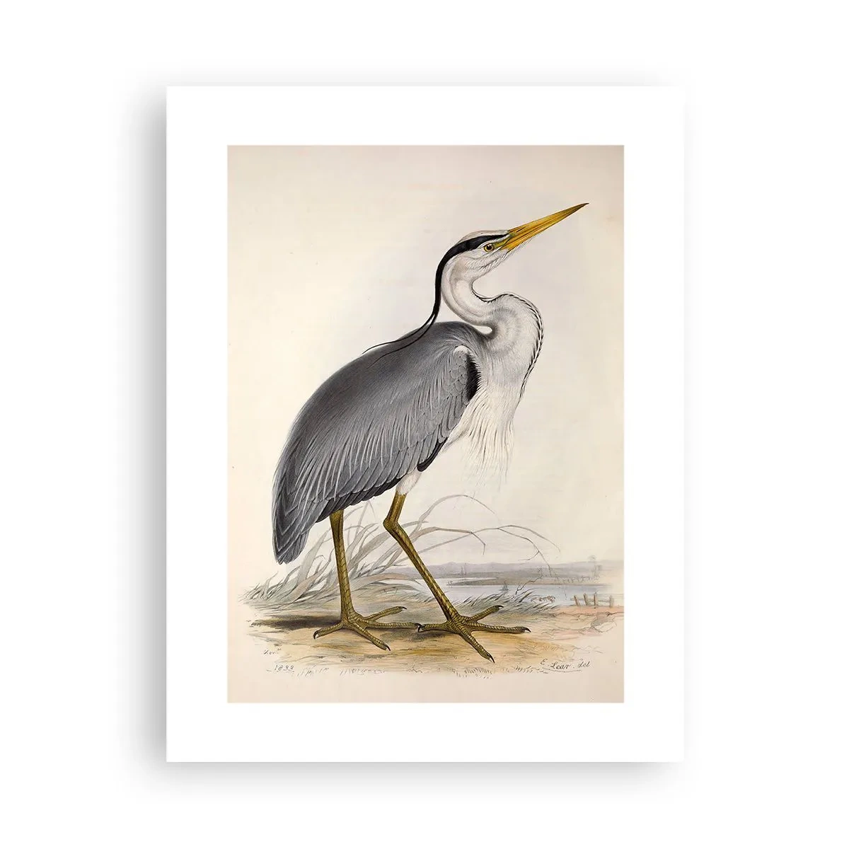 Plakat - Fiskehejre-charme - 30x40 cm