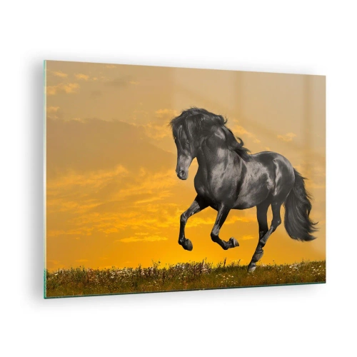Billede på glas - En sort hest galoperer mod den nedgående sol - 70x50cm - Smuk, fri og vild - Moderne vægdekoration til stue og soveværelse ARTTOR