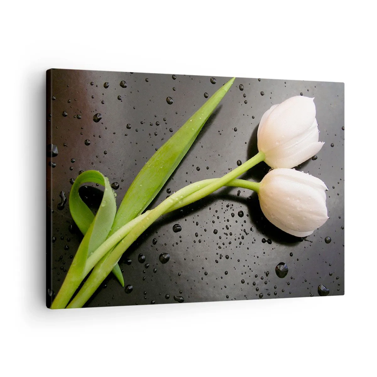 Lærredstryk - Billede på lærred - Hvide tulipaner på sort baggrund med vanddråber - 70x50cm - Forårsvævning - Moderne vægdekoration til stue og soveværelse ARTTOR
