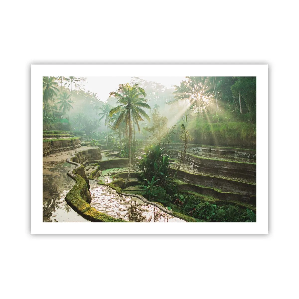 Plakat - Voksende op i solen - 70x50 cm